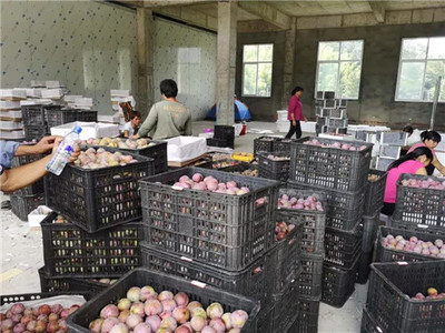 新羅區(qū)最大芙蓉李收購集散中心 扶農(nóng)助農(nóng)打造產(chǎn)供銷一站式服務，助力農(nóng)副產(chǎn)品銷售騰飛